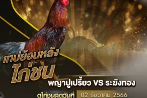 เทปไก่ชน 02 ธันวาคม 2566