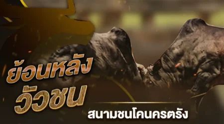 ย้อนหลังวัวชน สนามชนโคนครตรัง 11 มิถุนายน 2567