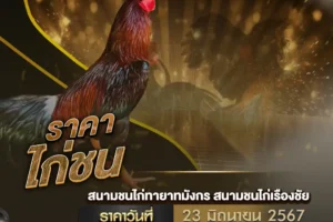 ราคาไก่ชน 23 มิถุนายน 2567