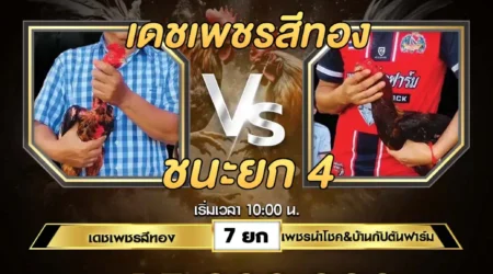 เทปไก่ชน เดชเพชรสีทอง VS เพชรนำโชค 15 มิถุนายน 2567