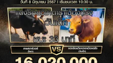 ย้อนหลังวัวชน สนามชนโคนครตรัง 08 มิถุนายน 2567