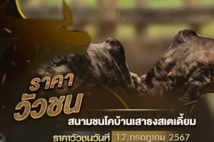 ราคาวัวชน 12 กรกฎาคม 2567