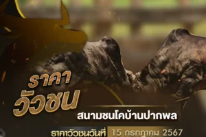 ราคาวัวชน 15 กรกฎาคม 2567