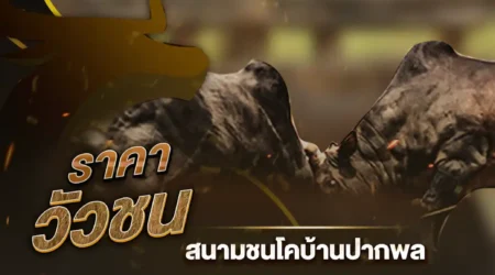 ราคาวัวชน 16 กรกฎาคม 2567