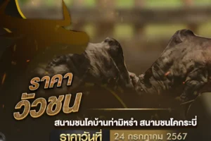 ราคาวัวชน 24 กรกฎาคม 2567