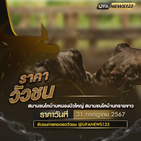 ราคาวัวชน 31 กรกฎาคม 2567