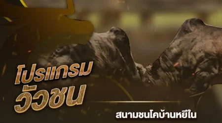 โปรแกรมวัวชน 01 สิงหาคม 2567