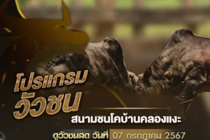 โปรแกรมวัวชน 07 กรกฎาคม 2567