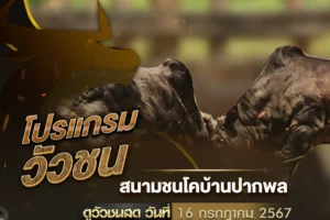 โปรแกรมวัวชน 16 กรกฎาคม 2567