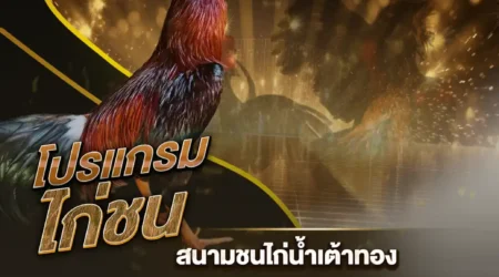 โปรแกรมไก่ชน 03 กรกฎาคม 2567