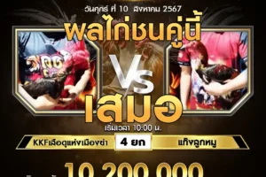 เทปไก่ชน KKFเสือดุแห่งเมืองย่า VS แก๊งลูกหมู 10 สิงหาคม 2567