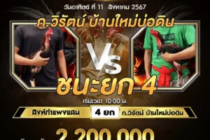 เทปไก่ชน สิงห์กำแพงแสน VS ก.วิรัตน์ 11 สิงหาคม 2567