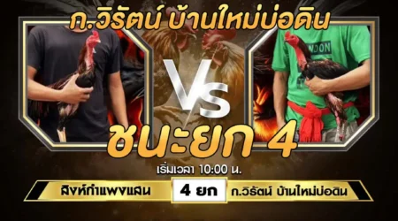 เทปไก่ชน สิงห์กำแพงแสน VS ก.วิรัตน์ 11 สิงหาคม 2567