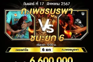 เทปไก่ชน เพชรกำไร VS ก.เพชรบูรพา 17 สิงหาคม 2567