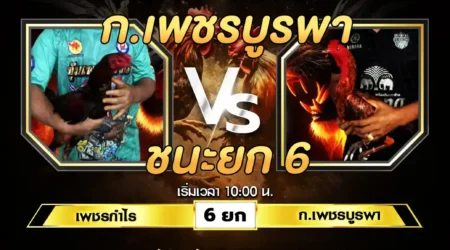 เทปไก่ชน เพชรกำไร VS ก.เพชรบูรพา 17 สิงหาคม 2567