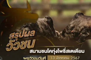 ผลวัวชน 13 สิงหาคม 2567