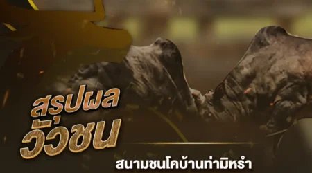 ผลวัวชน 23 สิงหาคม 2567