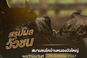 ผลวัวชน 28 สิงหาคม 2567