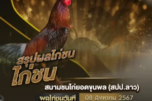 ผลไก่ชน 08 สิงหาคม 2567