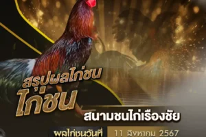 ผลไก่ชน 11 สิงหาคม 2567