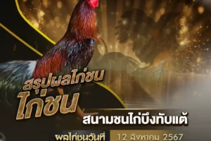 ผลไก่ชน 12 สิงหาคม 2567