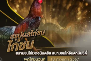 ผลไก่ชน 18 สิงหาคม 2567