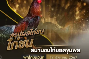 ผลไก่ชน 19 สิงหาคม 2567