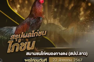 ผลไก่ชน 22 สิงหาคม 2567