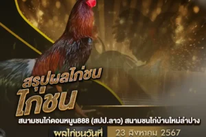 ผลไก่ชน 23 สิงหาคม 2567