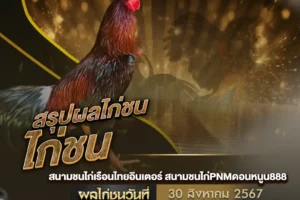 ผลไก่ชน 30 สิงหาคม 2567