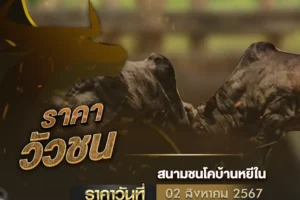 ราคาวัวชน 02 สิงหาคม 2567