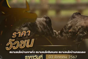 ราคาวัวชน 03 สิงหาคม 2567