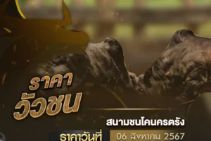 ราคาวัวชน 06 สิงหาคม 2567