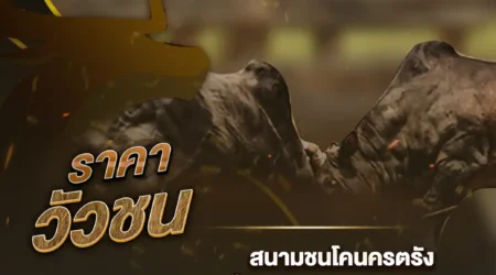 ราคาวัวชน 06 สิงหาคม 2567