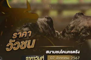 ราคาวัวชน 07 สิงหาคม 2567