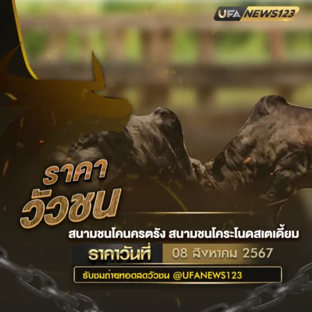 ราคาวัวชน 08 สิงหาคม 2567