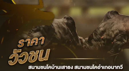 ราคาวัวชน 10 สิงหาคม 2567