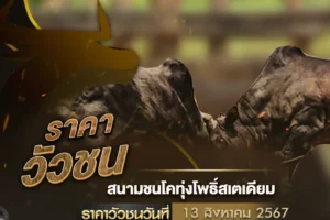 ราคาวัวชน 13 สิงหาคม 2567