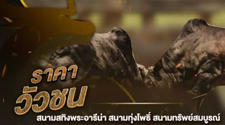 ราคาวัวชน 14 สิงหาคม 2567