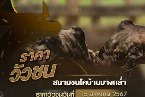 ผลวัวชน 15 สิงหาคม 2567