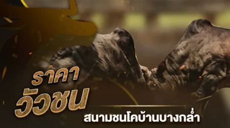 ผลวัวชน 15 สิงหาคม 2567