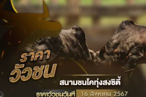 ราคาวัวชน 16 สิงหาคม 2567