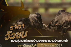 ราคาวัวชน 17 สิงหาคม 2567