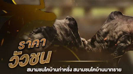 ราคาวัวชน 18 สิงหาคม 2567