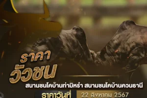 ราคาวัวชน 22 สิงหาคม 2567