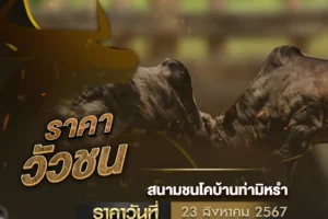 ราคาวัวชน 23 สิงหาคม 2567