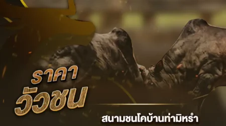 ราคาวัวชน 23 สิงหาคม 2567