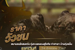 ราคาวัวชน 24 สิงหาคม 2567