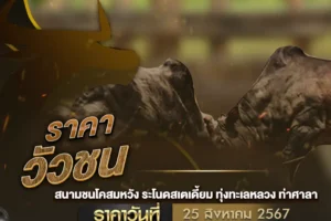 ราคาวัวชน 25 สิงหาคม 2567