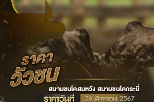 ราคาวัวชน 26 สิงหาคม 2567